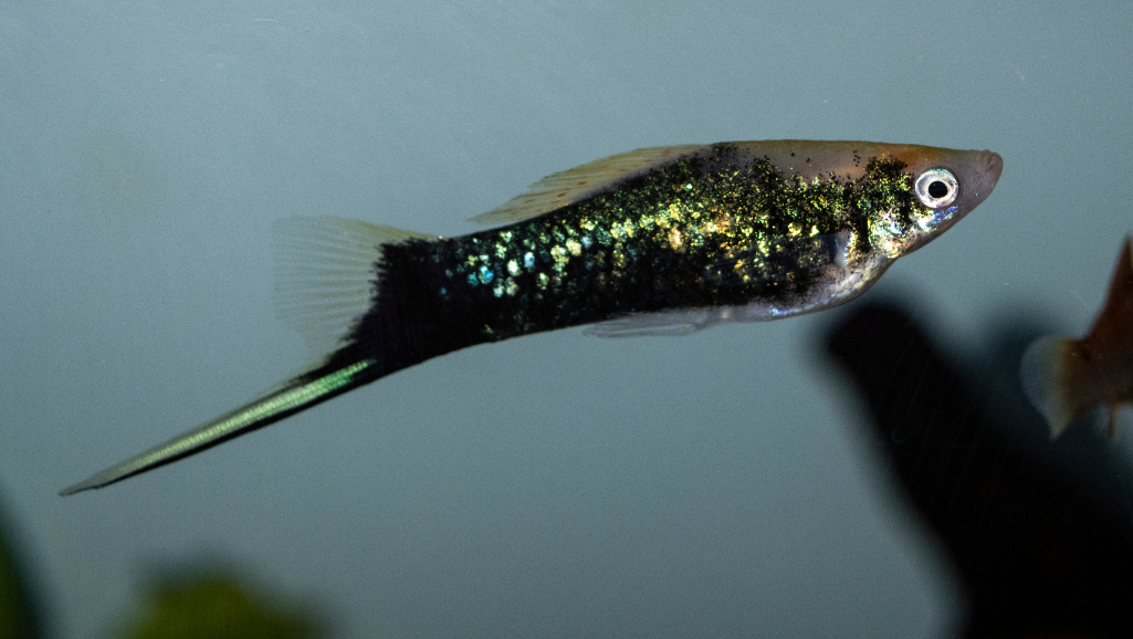 Swordtail Reproduction