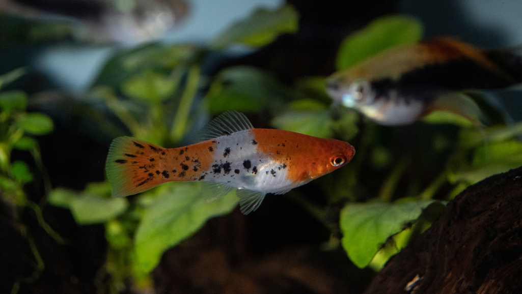 Swordtail varieties