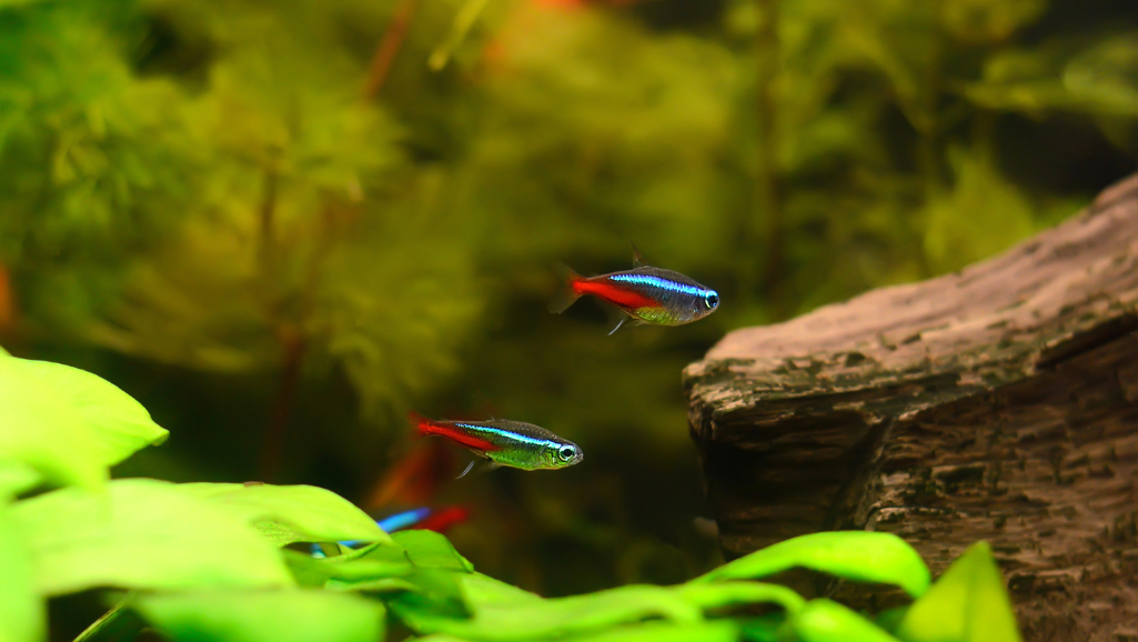 The mating circle of Pristella tetra