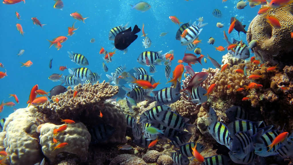 Various types of fish food