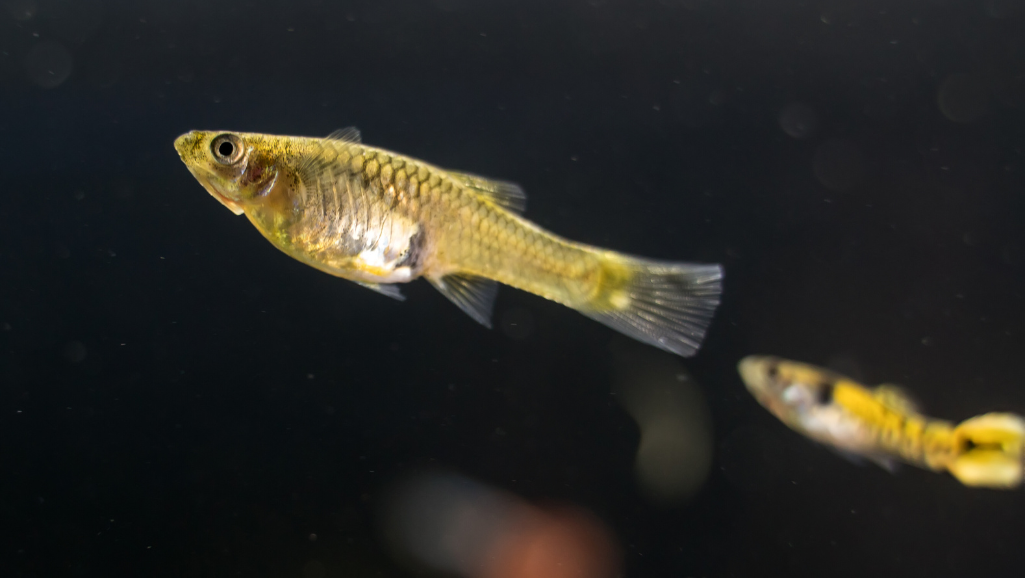 What to Feed Your Endler's Guppy