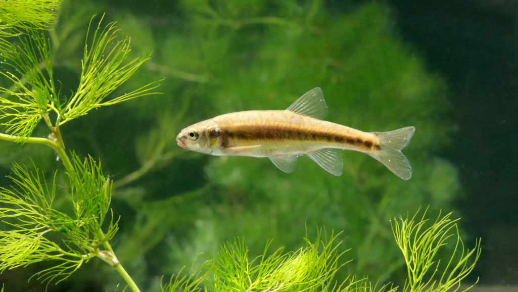 White Cloud Mountain Minnow Tank Setup