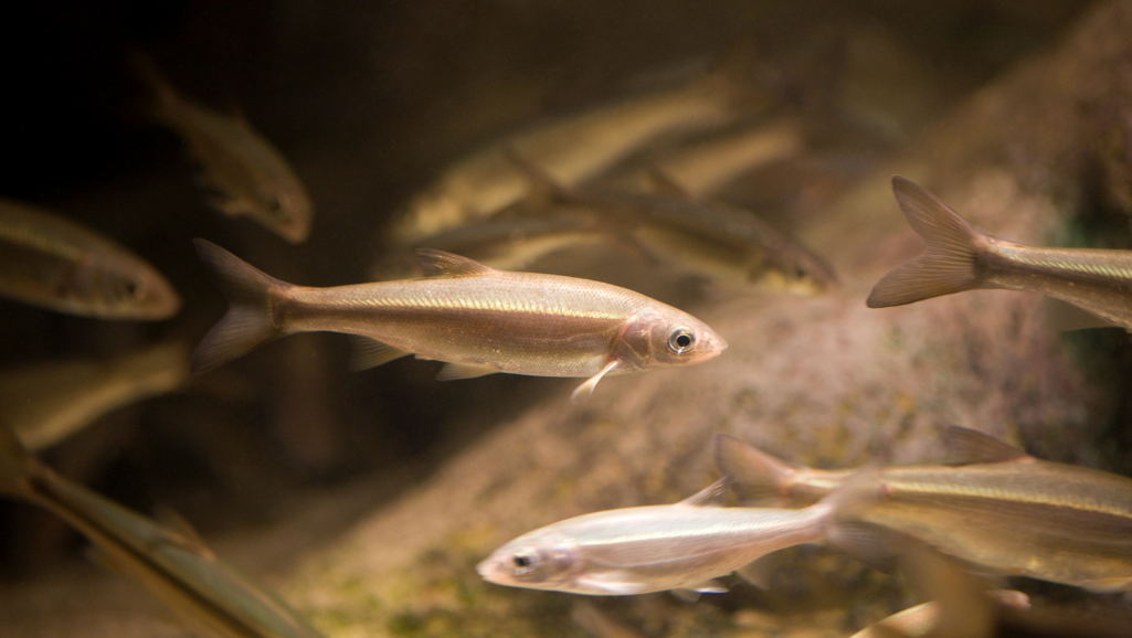 Unveil the Charm of White Cloud Mountain Minnows Fish 1 White Cloud Mountain Minnow