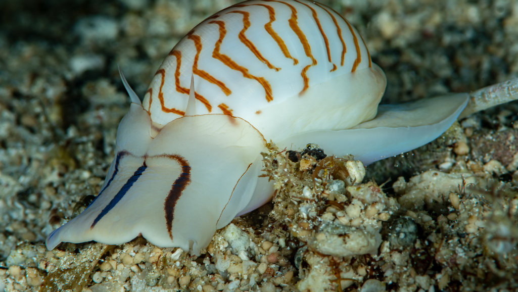 Zebra Nerite Snail