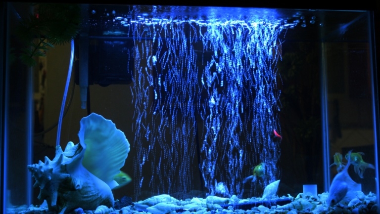 Amazing Tank Fish: Brighten Your Aquarium Today 1 amazing tank fish