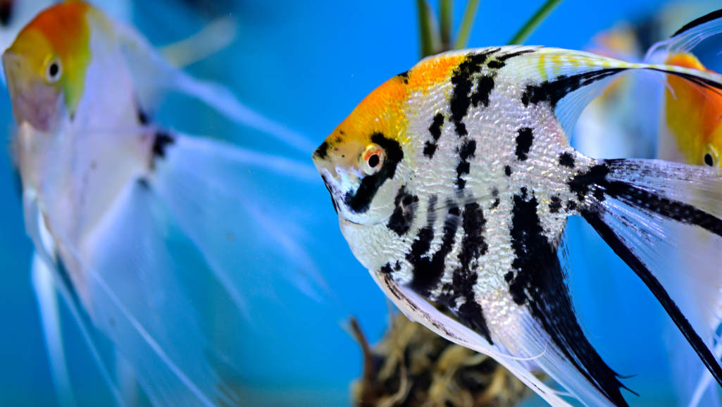 angelfish aquarium setup