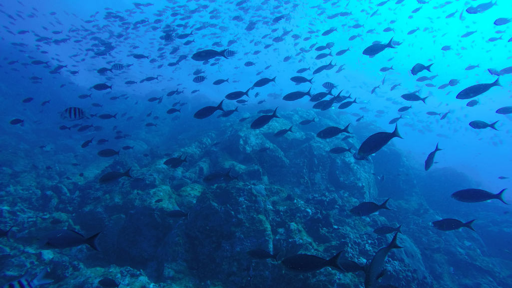avoid overfeeding fish