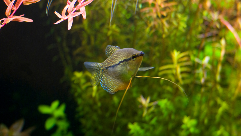 balanced fish diet for Pearl Gourami
