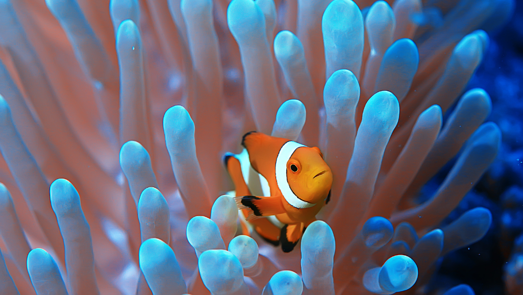 best saltwater fish food