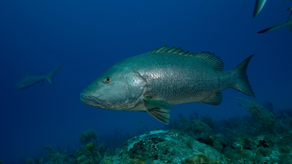 Best Vacation Fish Food: Keep Your Fish Happy While Away 1 best vacation fish food