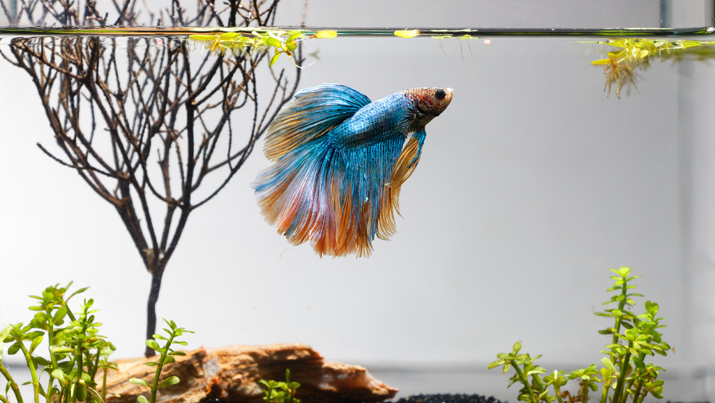 betta fish diet