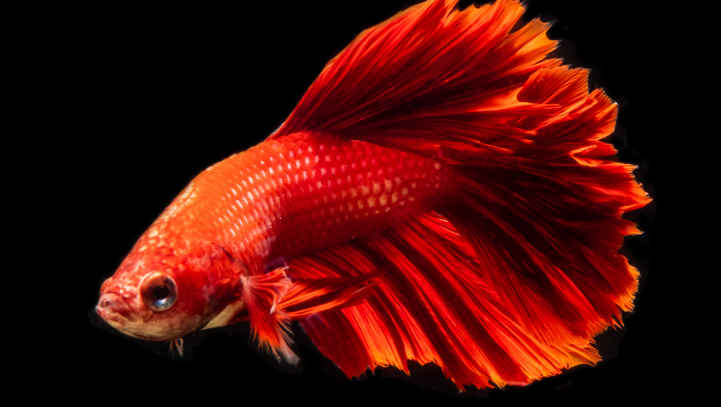betta fish feeding schedule