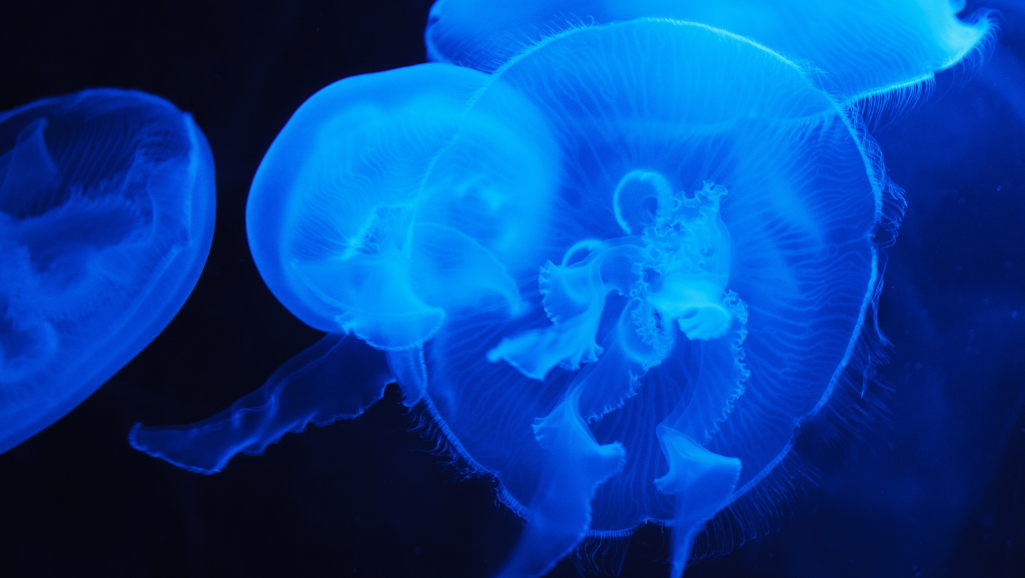 bioluminescent fish educational models