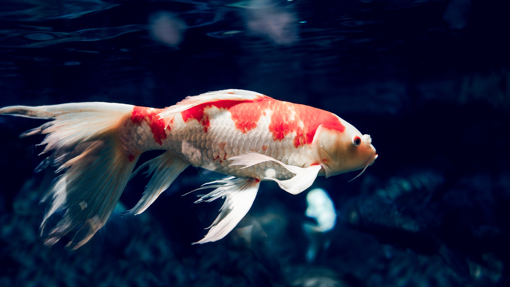 Bottom Feeder Fish: Essential Guide to Aquarium Cleaners 1 bottom feeder fish