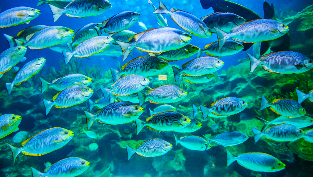 calorie content of fish