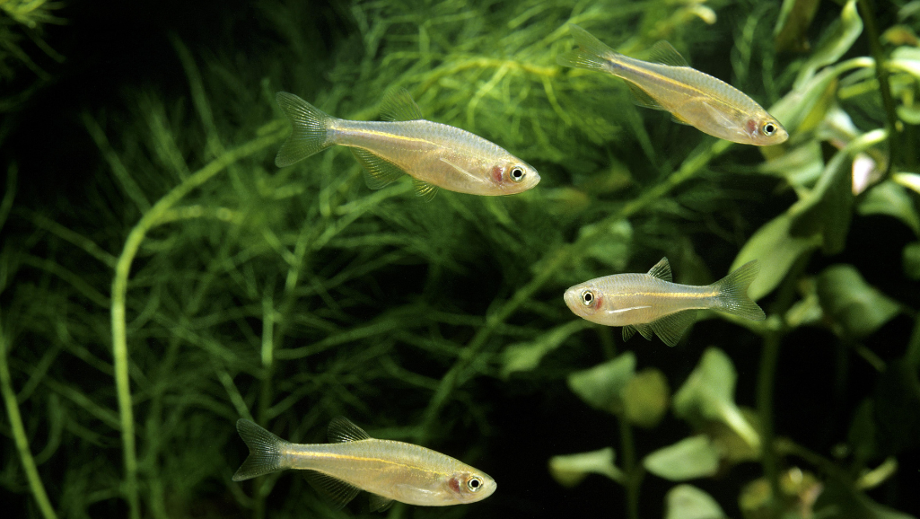 celestial pearl danio tank mates