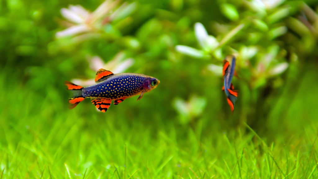 celestial pearl danio tank setup