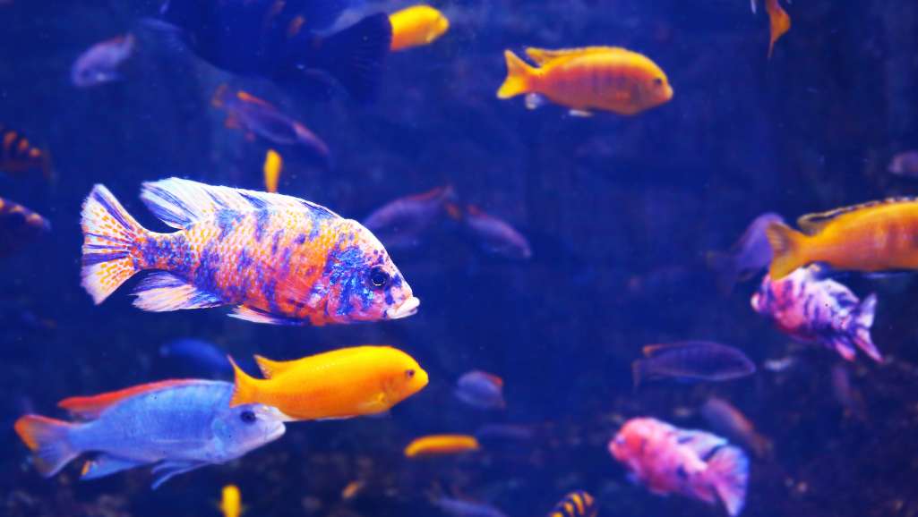 community aquarium with colorful freshwater fish