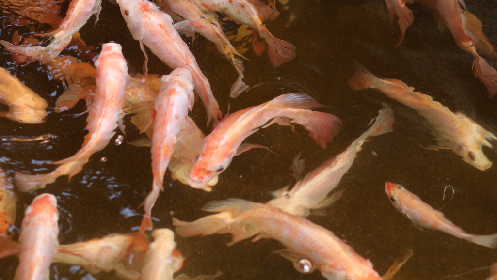 feeding bread to pond fish