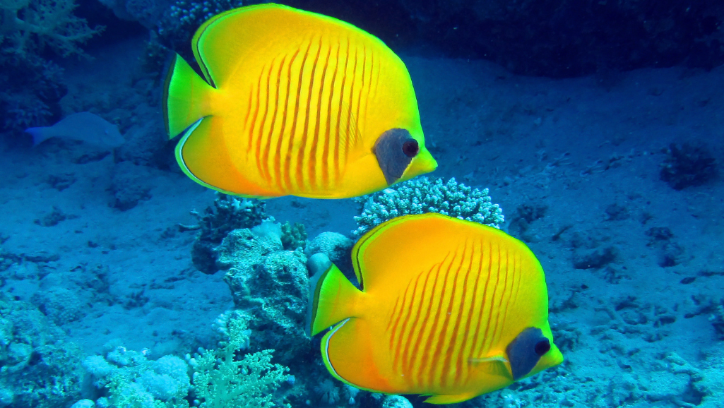 fish dietary options