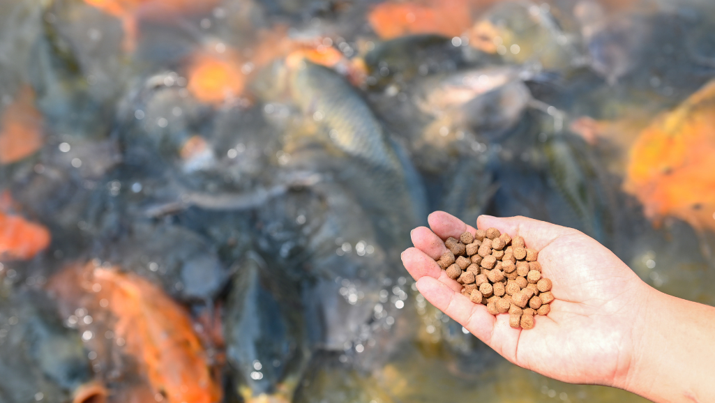 fish feed pellets for sport fish