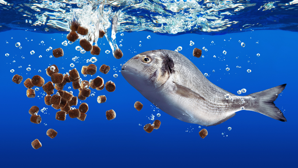 fish feeding amount