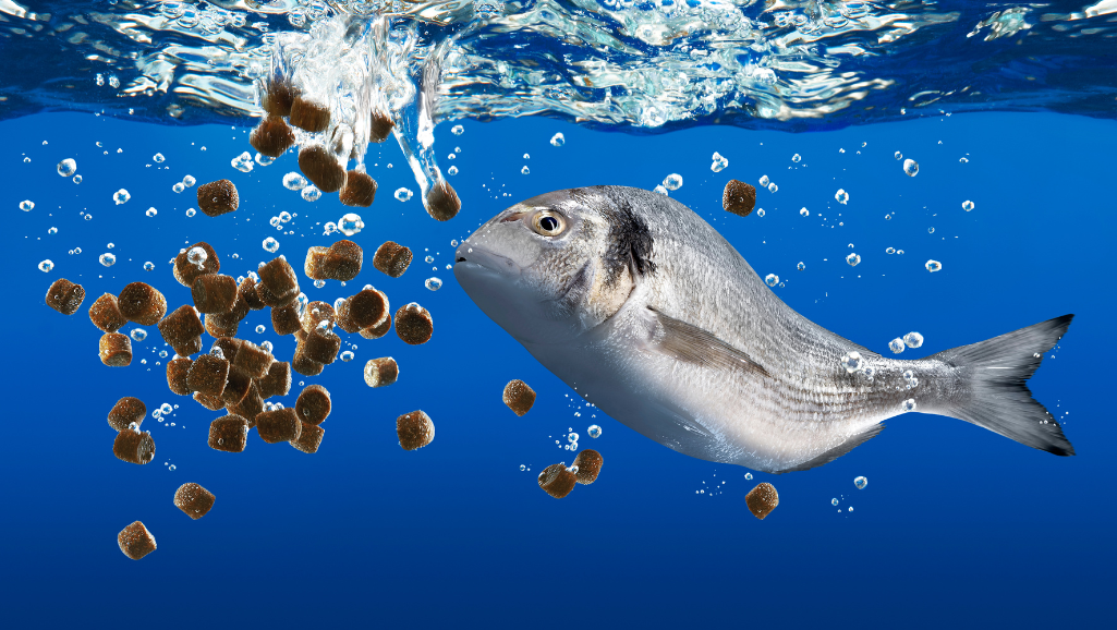 fish feeding guide