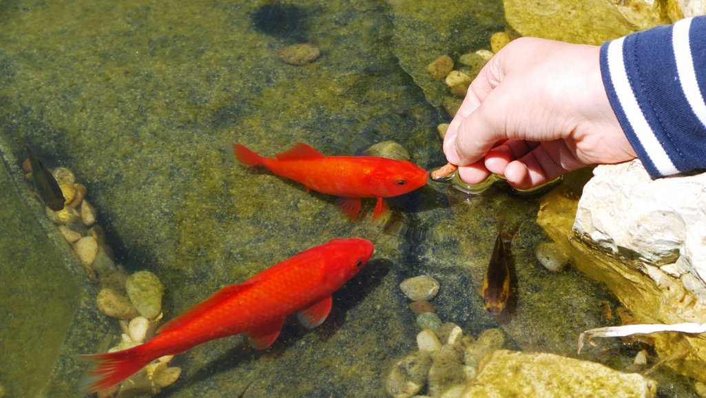 fish feeding schedules