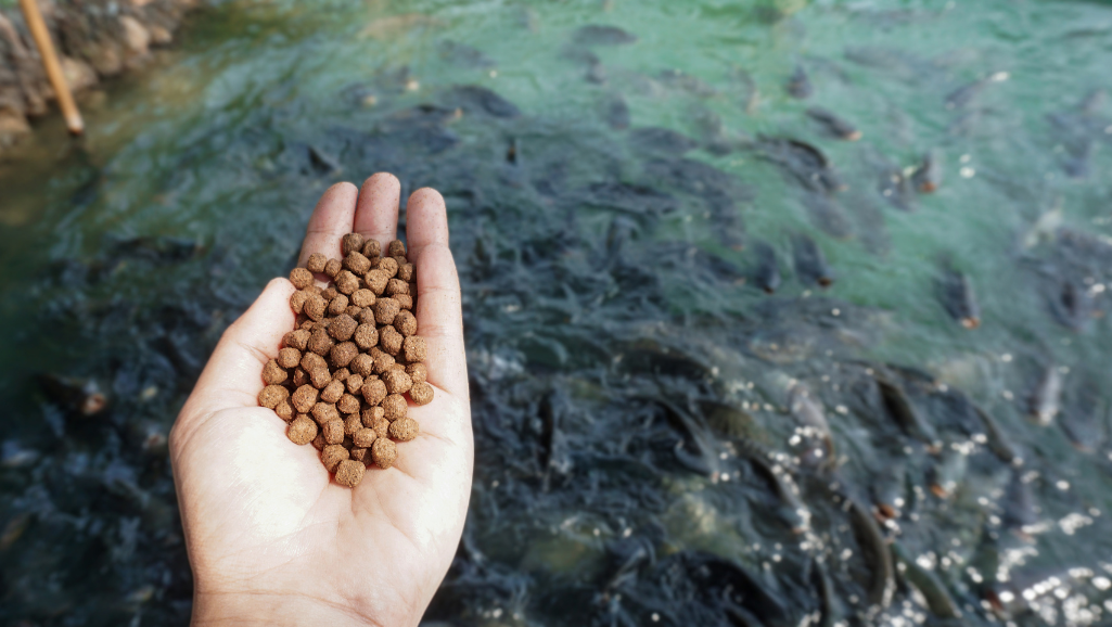 fish pellet ingredients