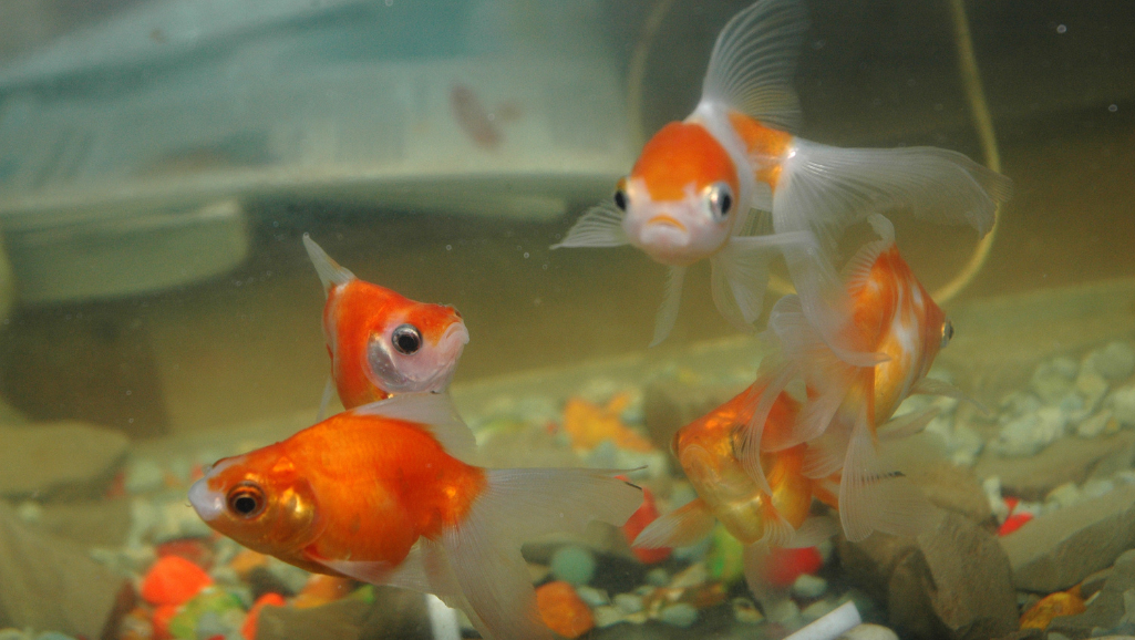 goldfish feeding frequency