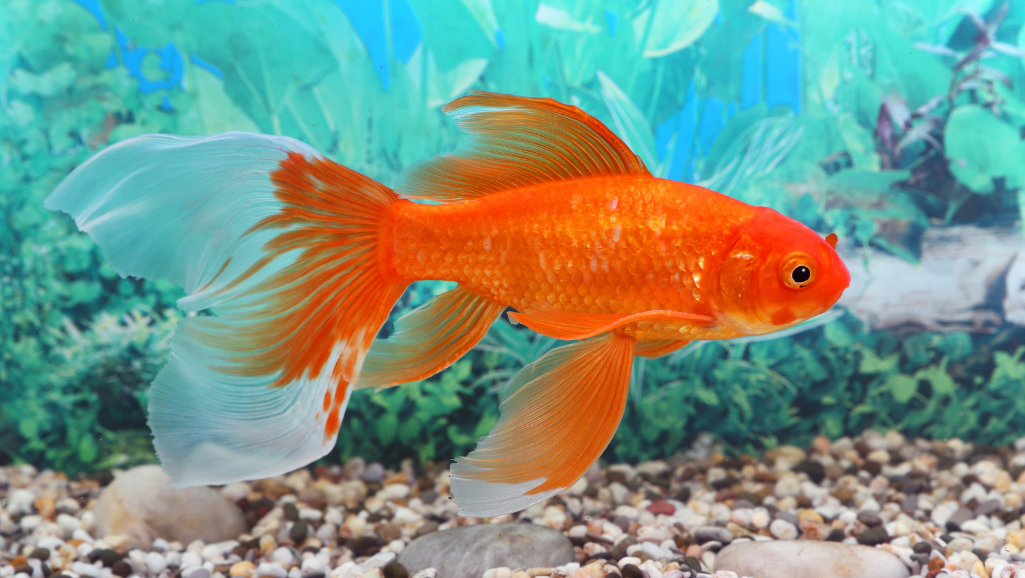 goldfish hunger signs