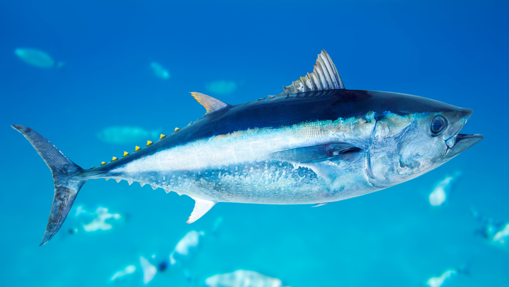 healthy seafood preparation
