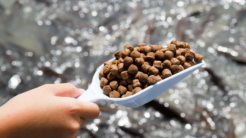 high protein fish food pellets