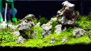 how fast will new tank syndrome kill a fish