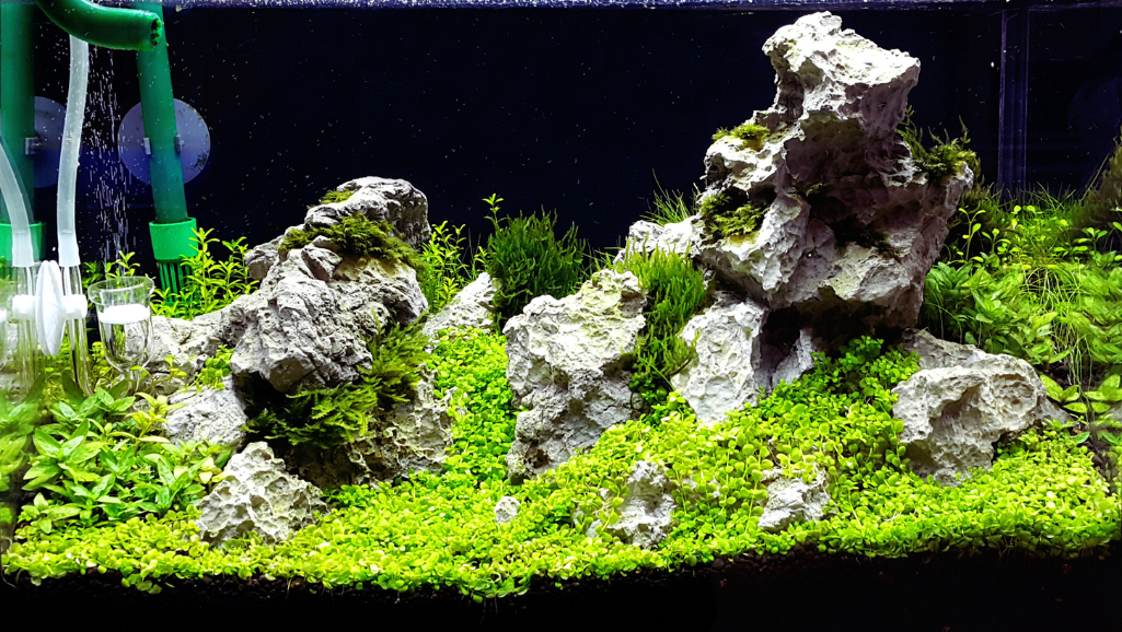 how fast will new tank syndrome kill a fish