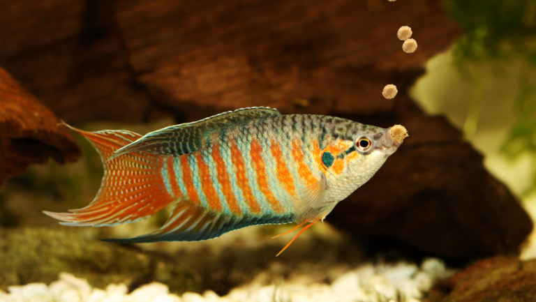 How Long Can Fish Go Without Eating? Complete Guide 1 how long can fish go without eating
