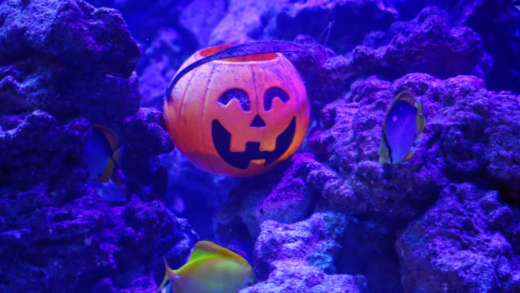 how long to cycle a tank with quick start