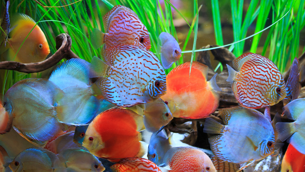 live aquatic plants in a planted tank