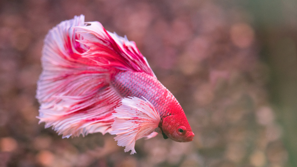 live betta food