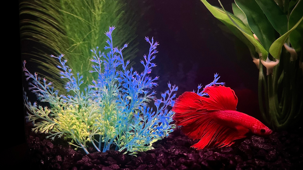 live brine shrimp for betta fish