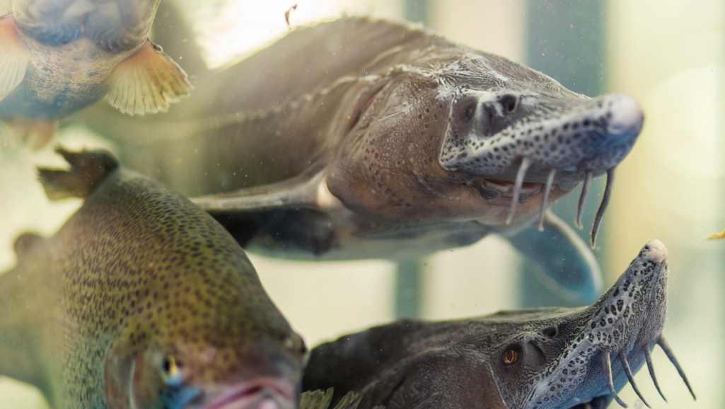 live foods for aquarium fish