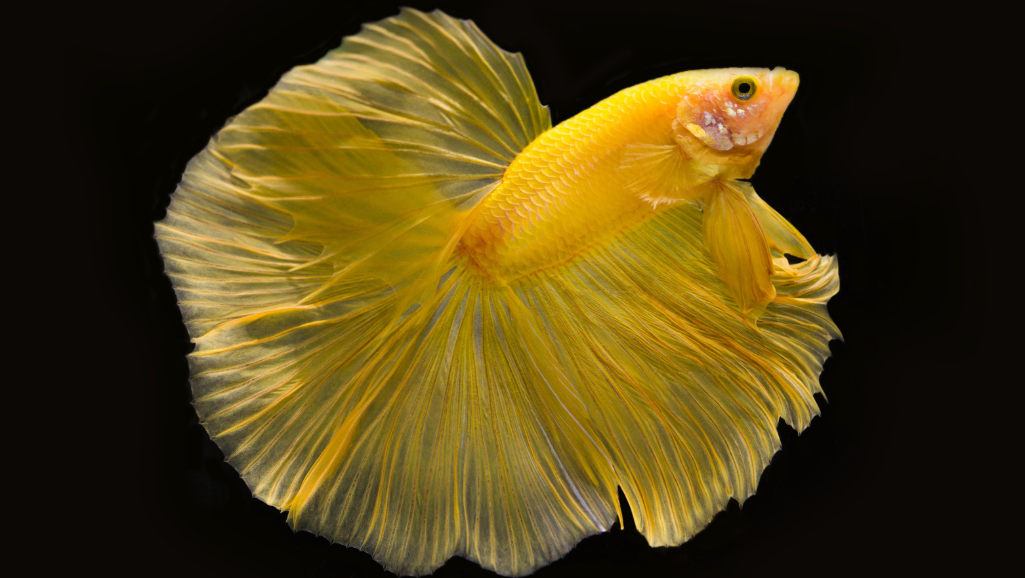 optimal betta feeding frequency