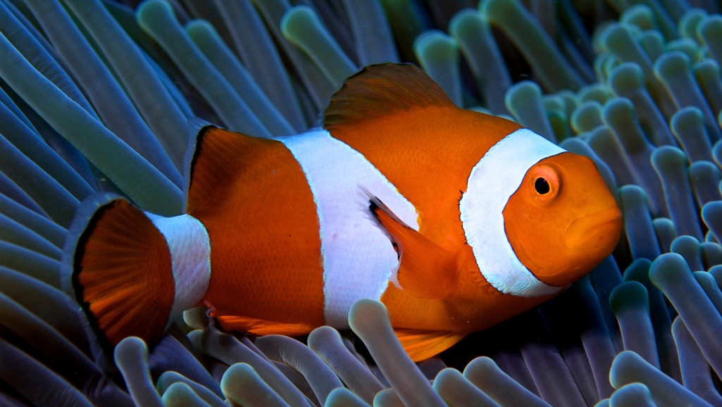 optimal fish nutrition