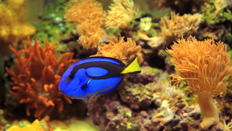 Saltwater Aquarium Wonders: Create Your Marine Oasis 1 saltwater aquarium
