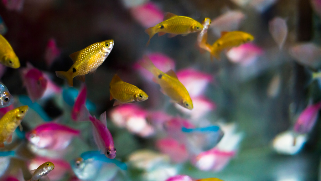 small freshwater fish