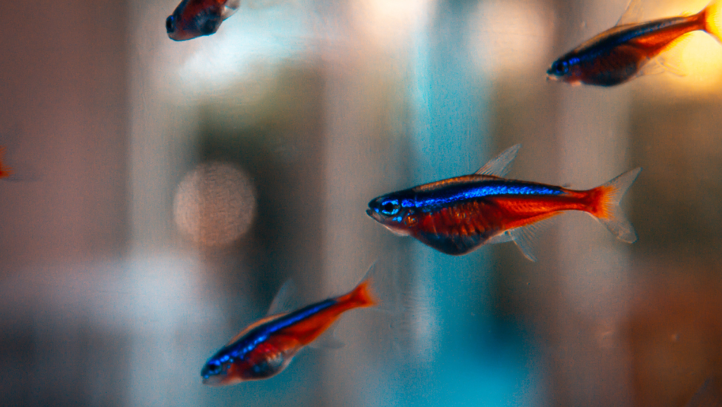 suitable tankmates for Blue Tetras
