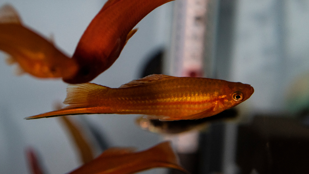 swordtail diet