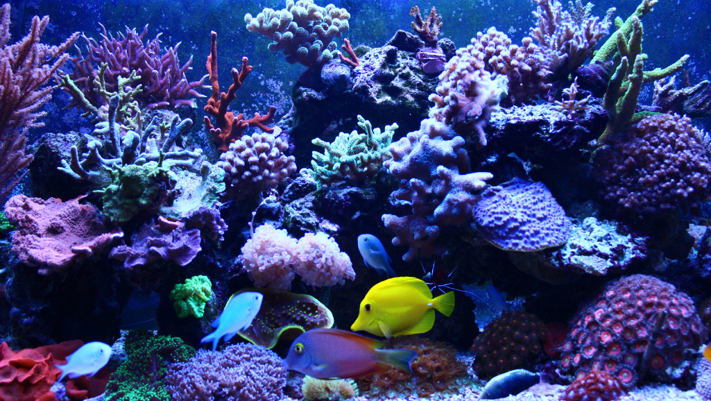 tank compatibility