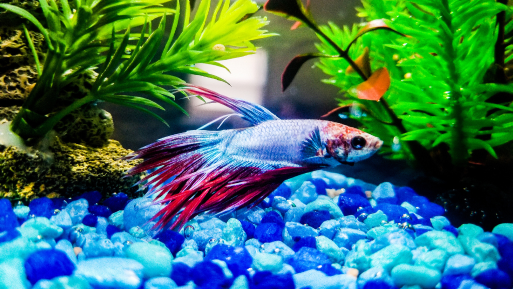 types of betta fish food