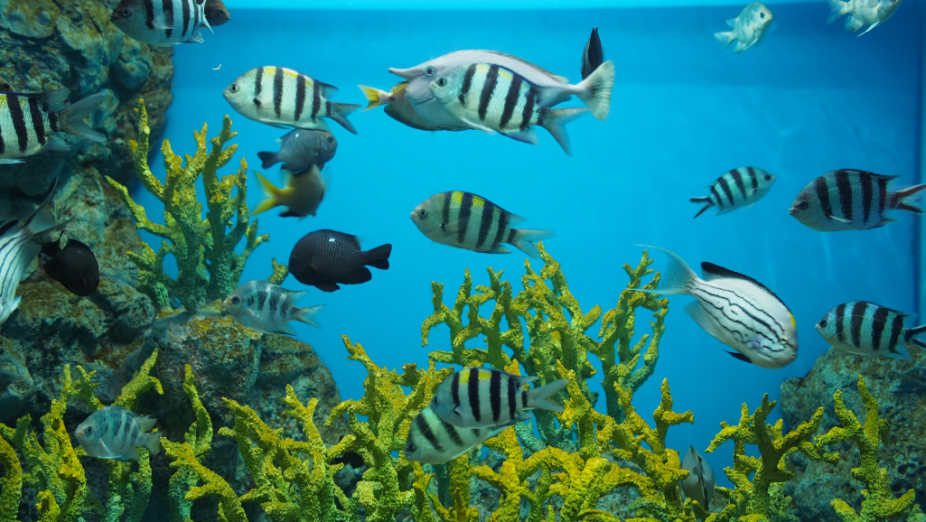 unique fish tanks